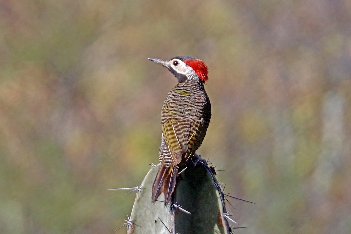 Black-necked Woodpecker - Greg  Griffith