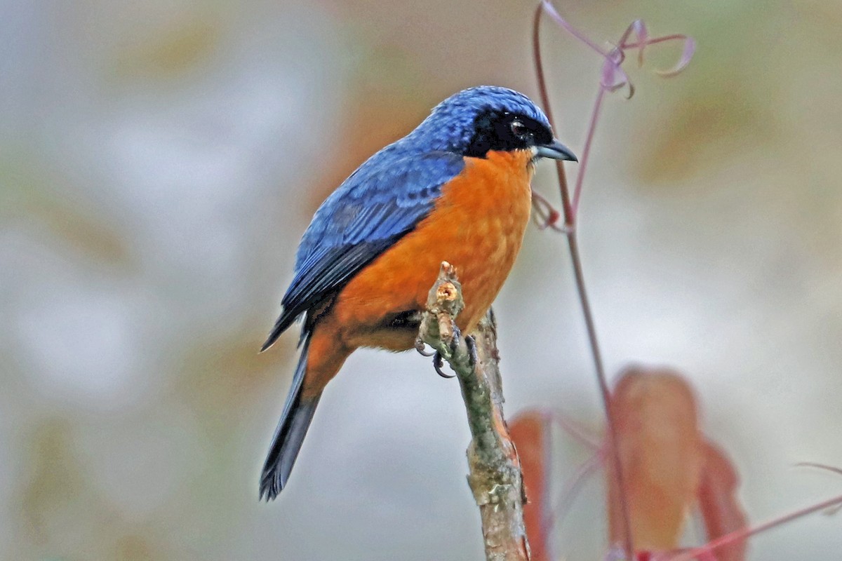 Chestnut-bellied Mountain Tanager - ML204329541