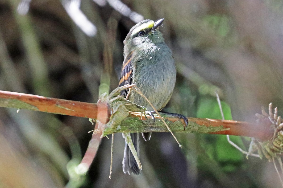 Golden-browed Chat-Tyrant - ML204329611