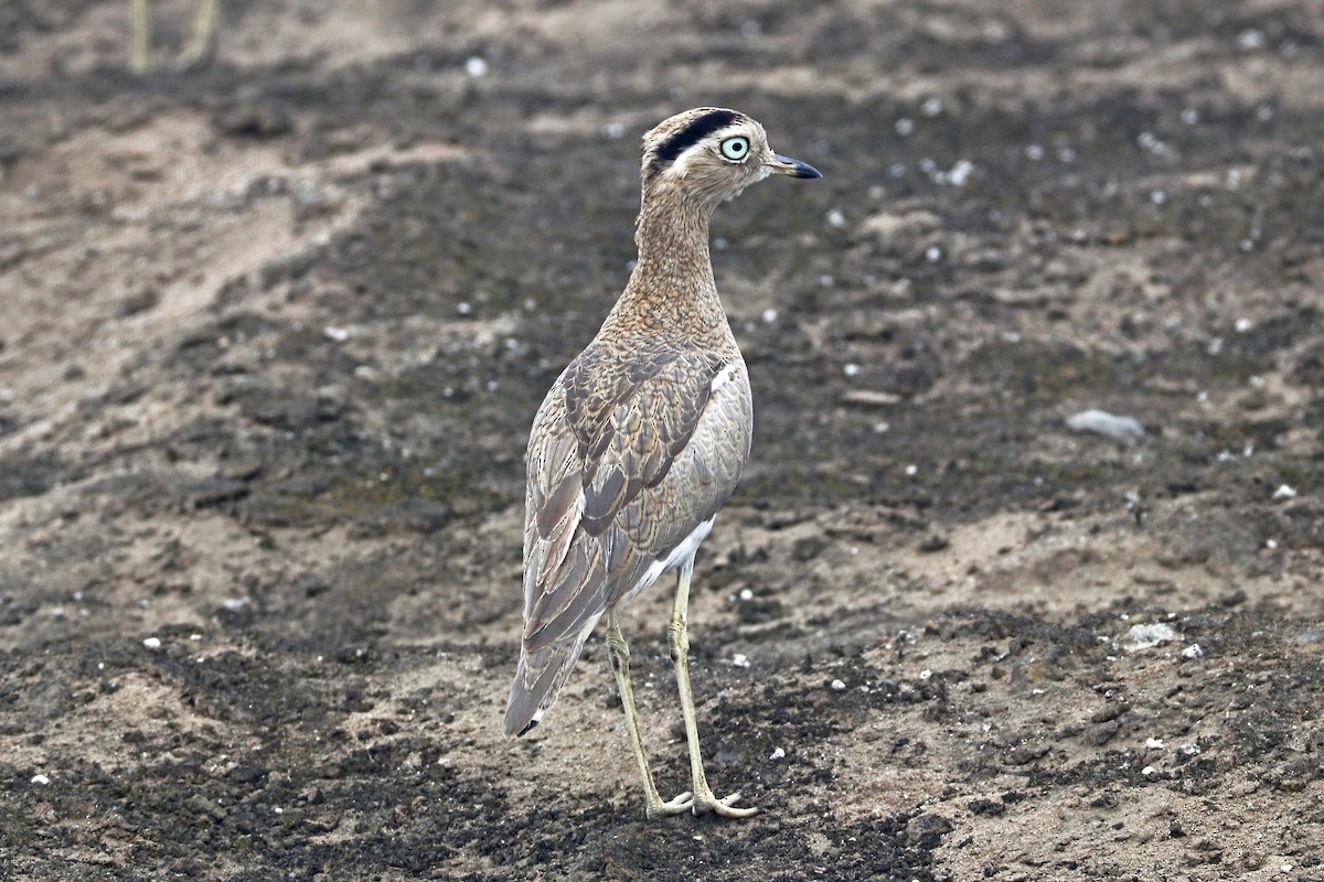 Peruvian Thick-knee - Greg  Griffith
