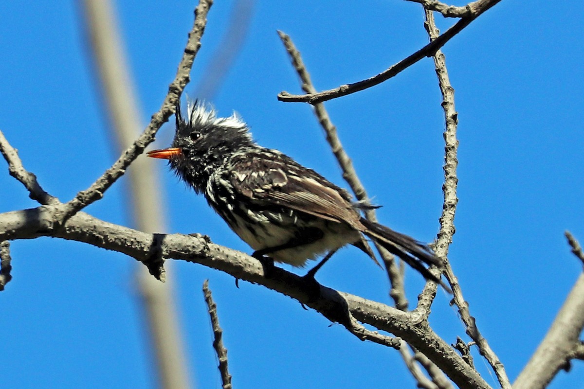 Pied-crested Tit-Tyrant - Greg  Griffith