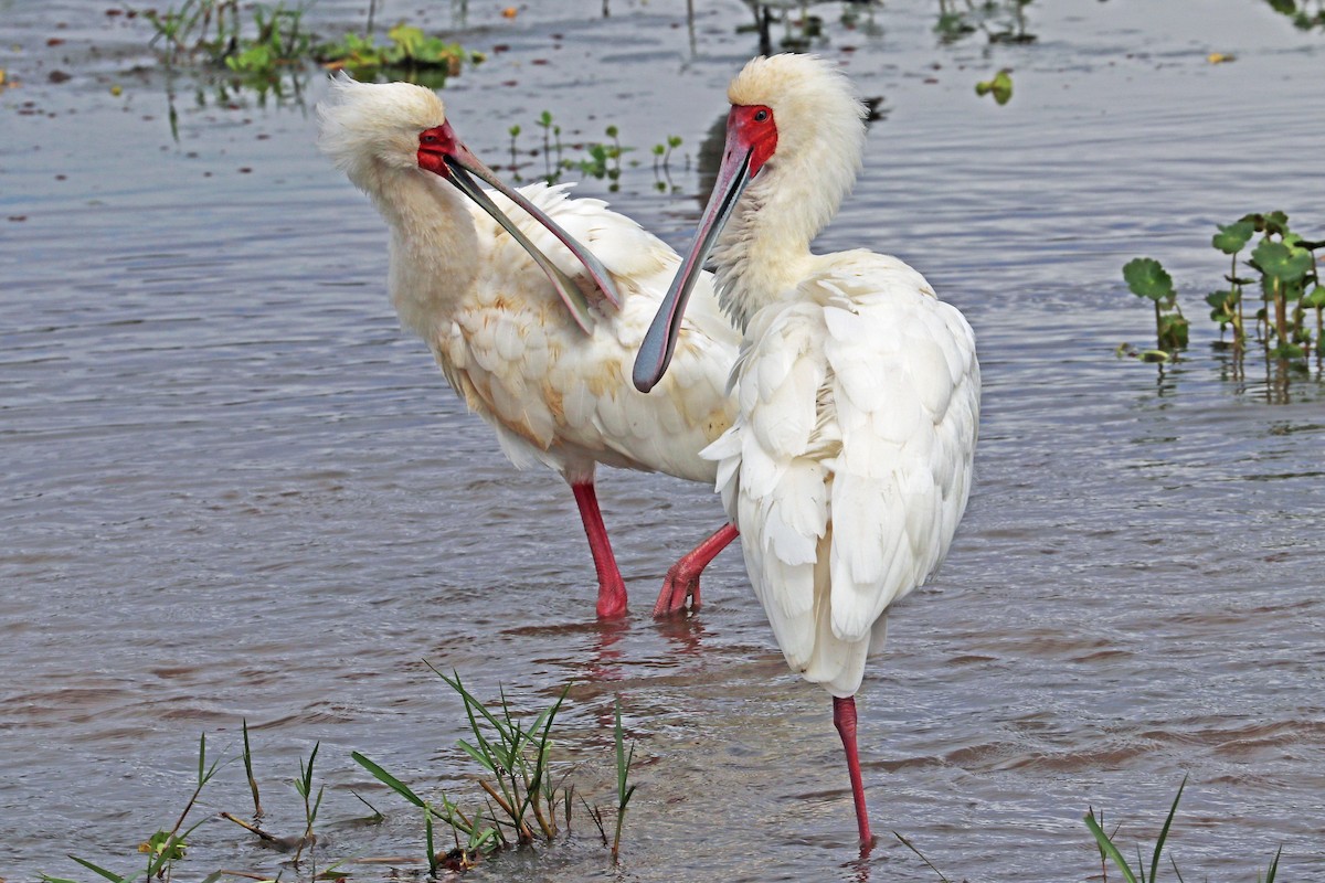 African Spoonbill - Greg  Griffith