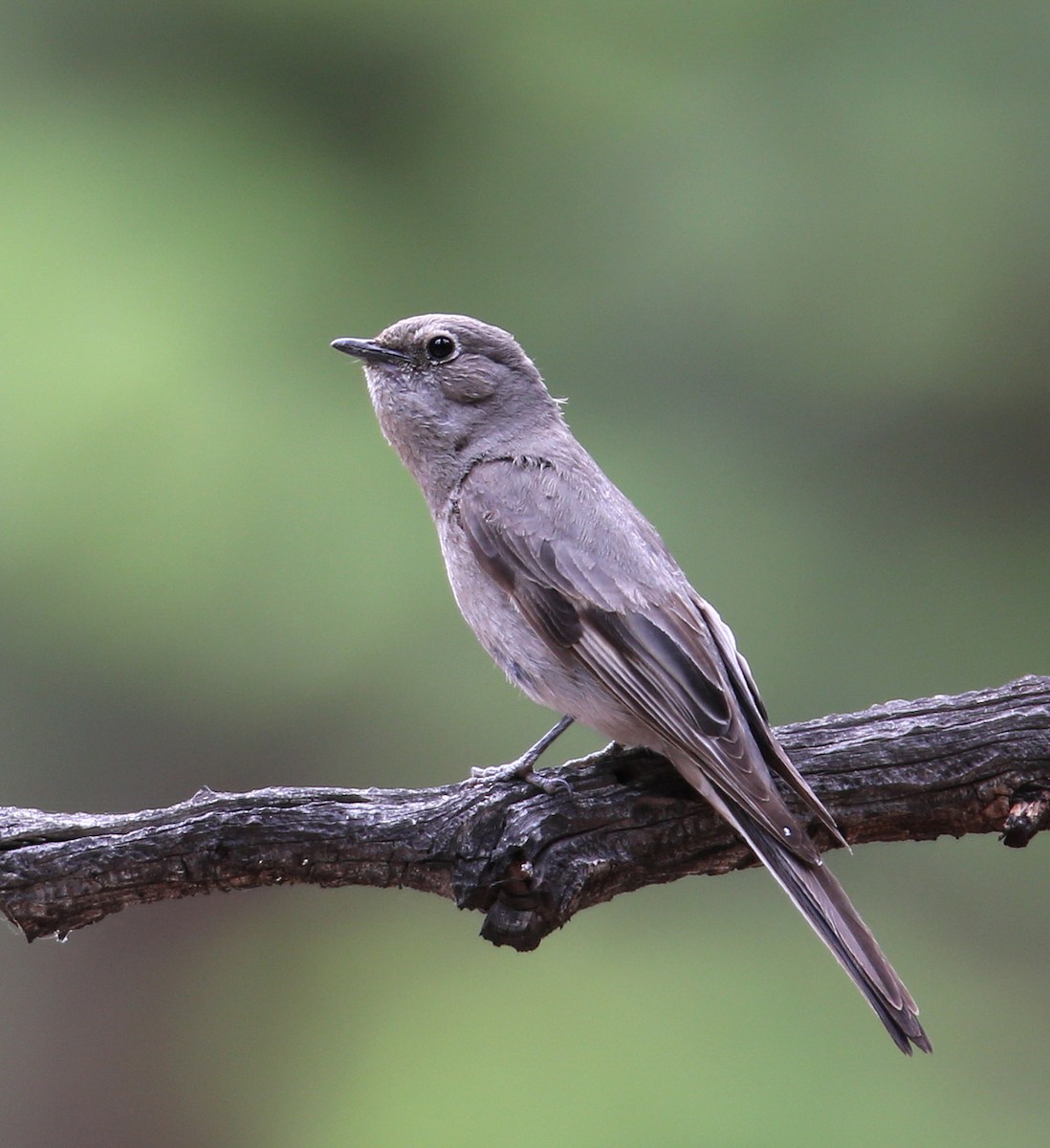 Townsend's Solitaire - Hal and Kirsten Snyder