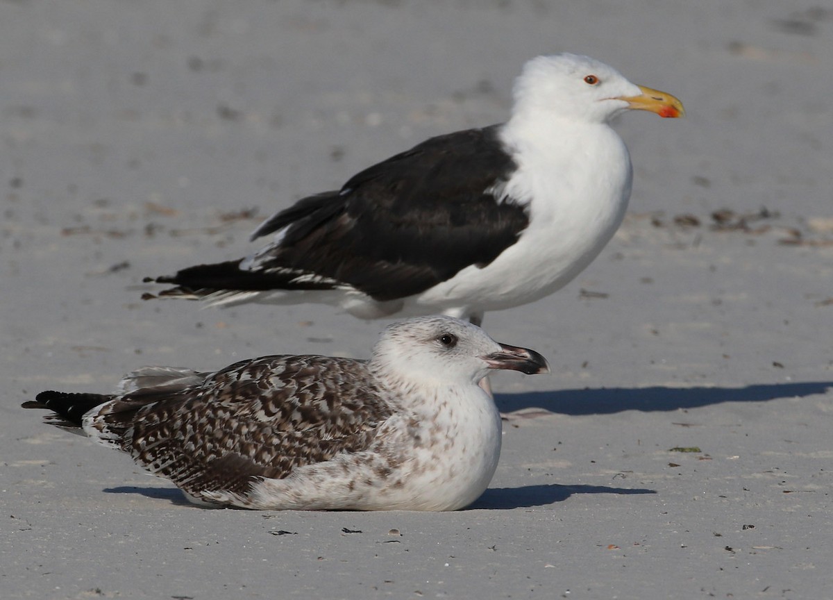Great Black-backed Gull - Hal and Kirsten Snyder