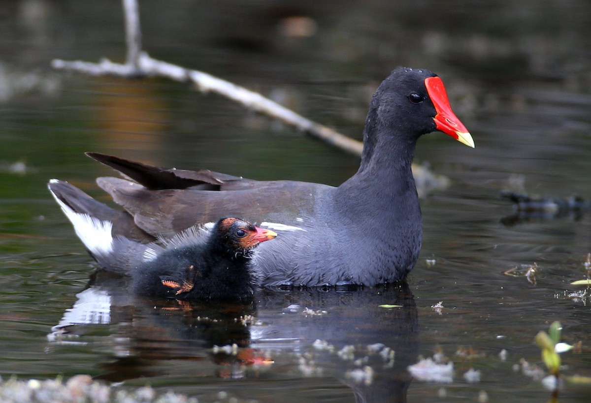Common Gallinule (American) - Hal and Kirsten Snyder