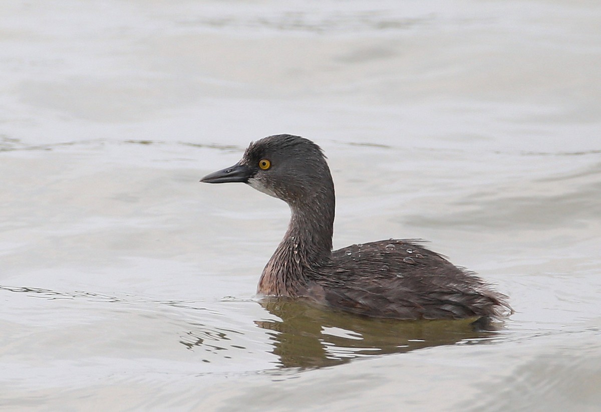 Least Grebe - Hal and Kirsten Snyder