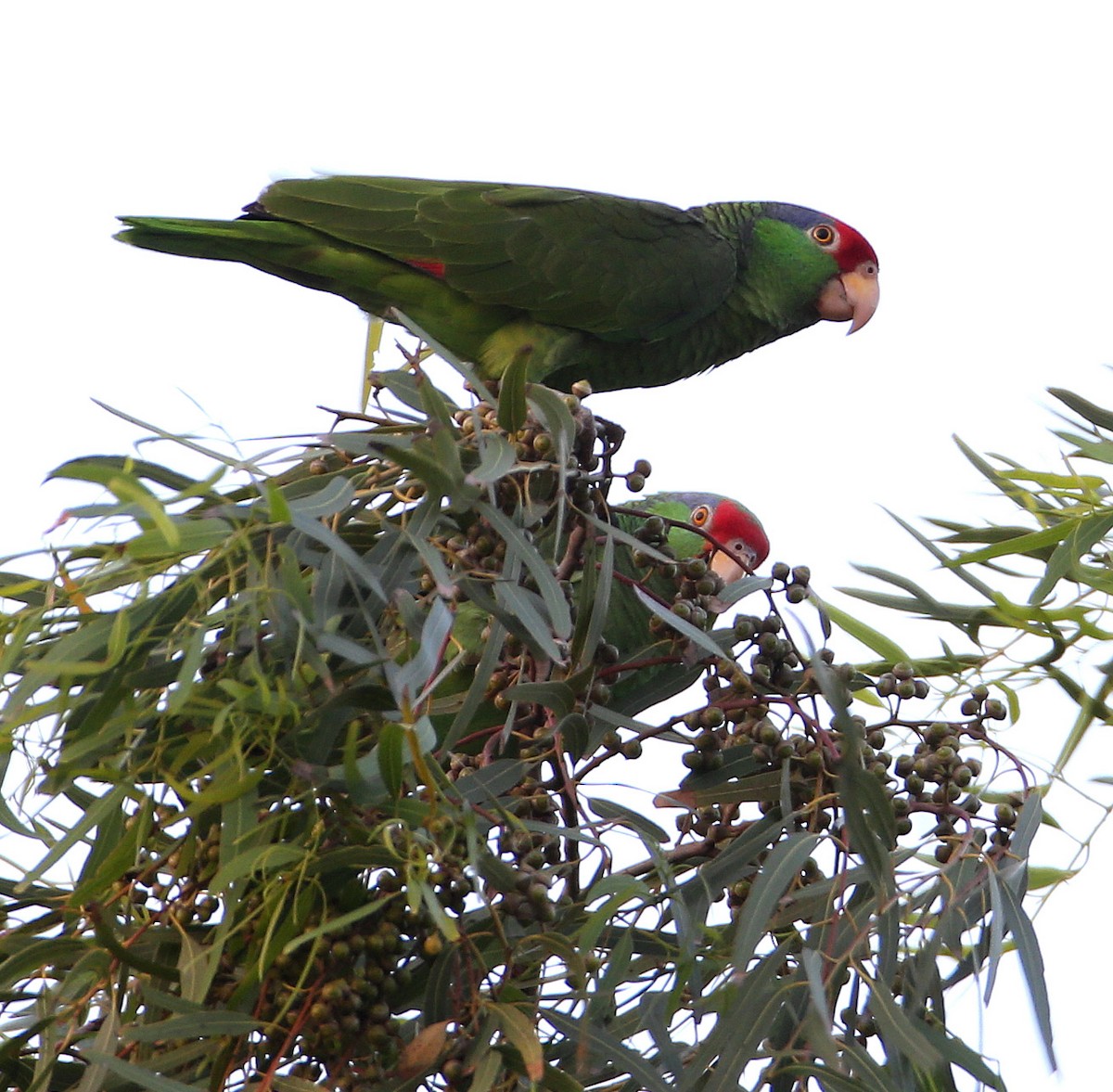Red-crowned Parrot - Hal and Kirsten Snyder