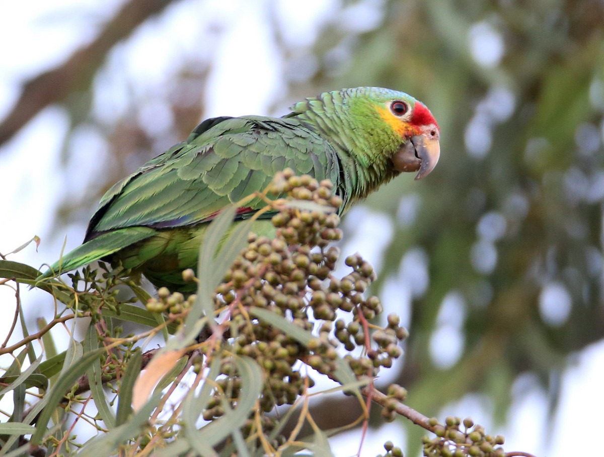 Red-lored Parrot - Hal and Kirsten Snyder