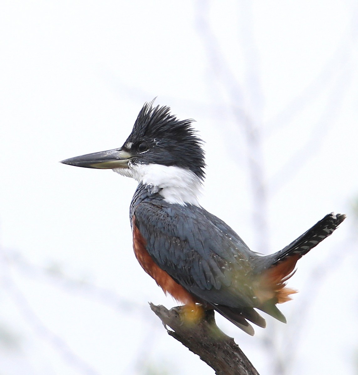 Ringed Kingfisher - Hal and Kirsten Snyder