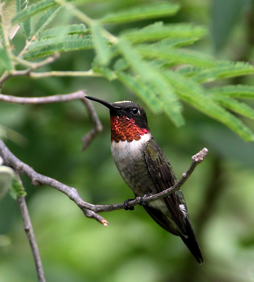 Ruby-throated Hummingbird - Hal and Kirsten Snyder