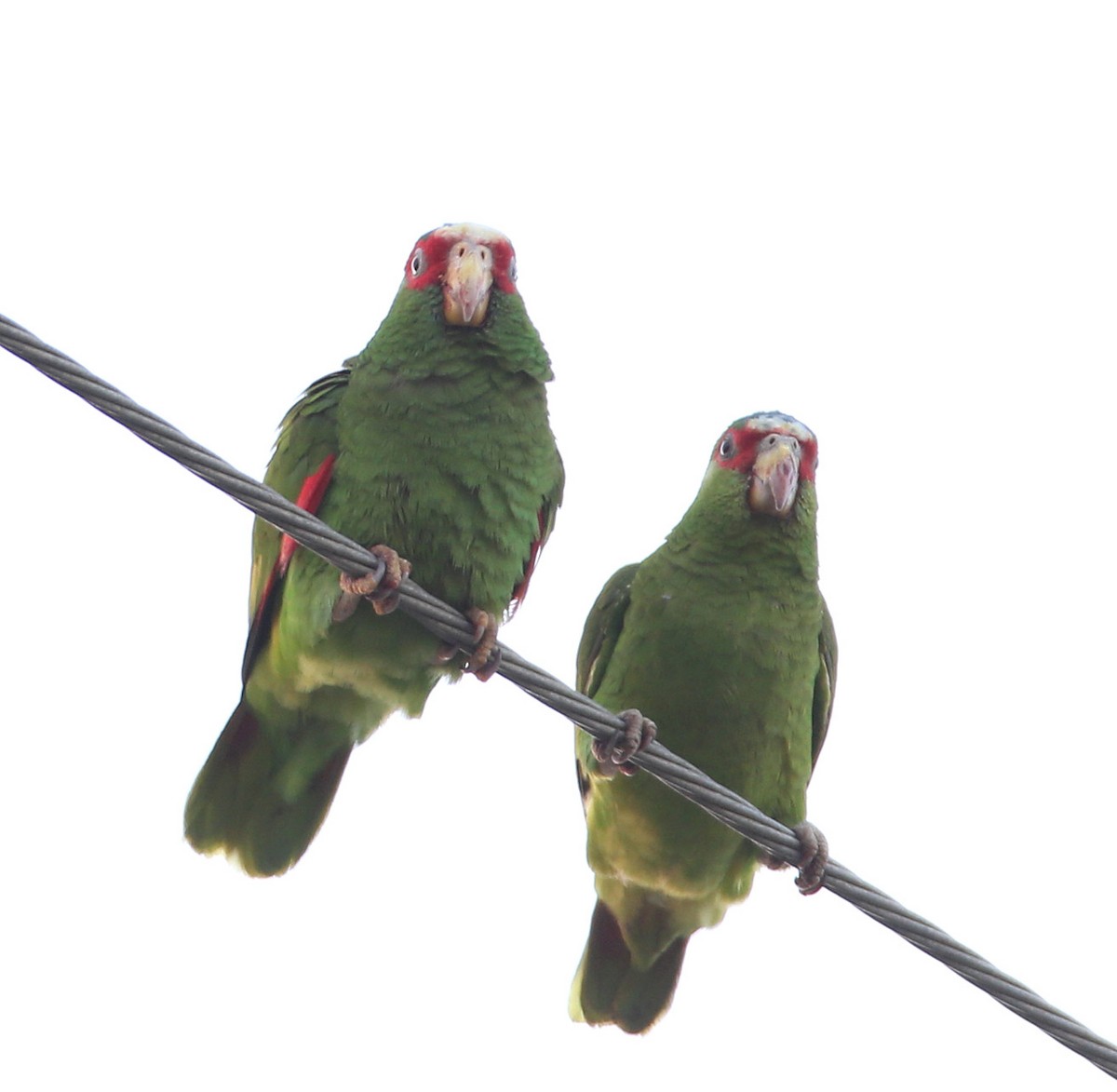 White-fronted Parrot - ML204330791