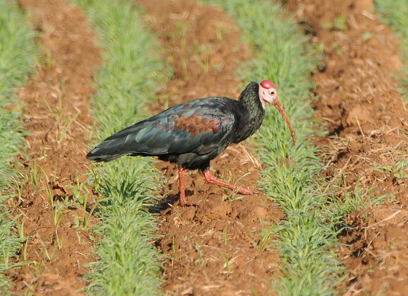ibis jihoafrický - ML204330911