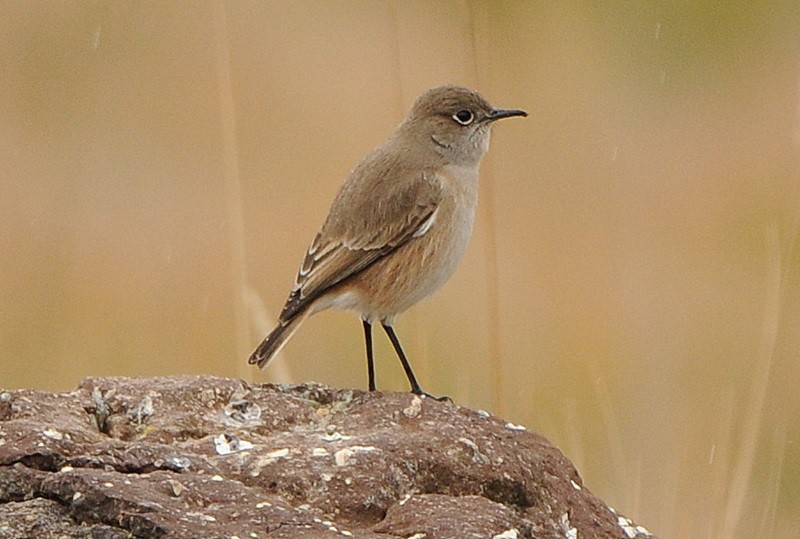 Sickle-winged Chat - ML204331021