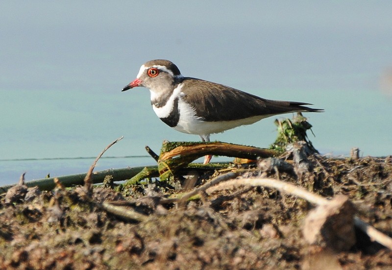 Three-banded Plover (African) - ML204331041