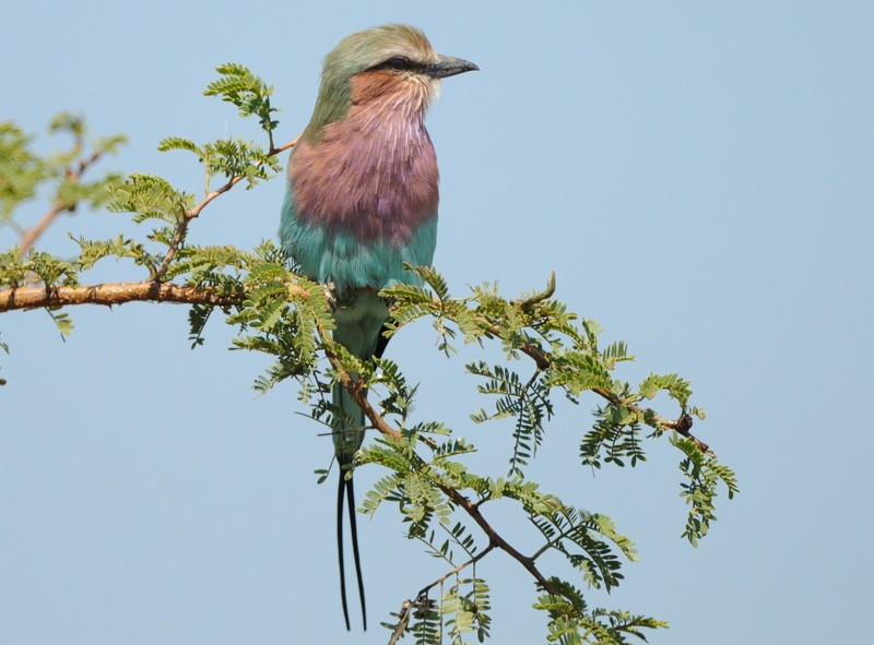 Lilac-breasted Roller - Tadeusz Stawarczyk