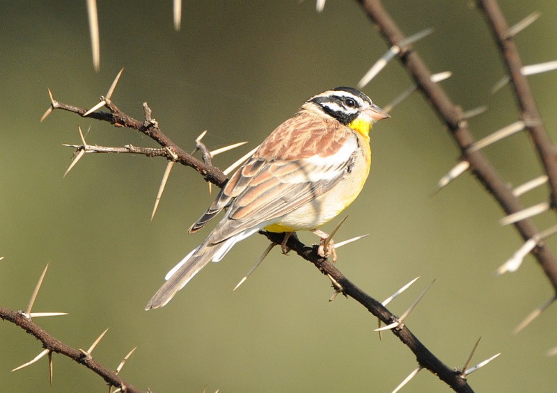 Golden-breasted Bunting - ML204331101
