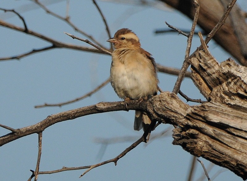 Yellow-throated Bush Sparrow - Tadeusz Stawarczyk