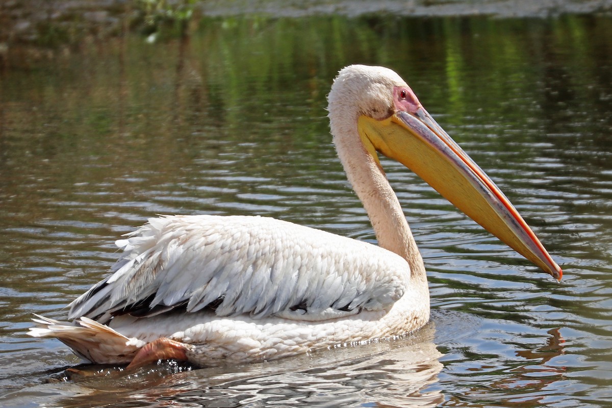 Great White Pelican - Greg  Griffith