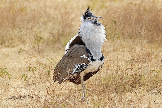 Kori Bustard Ebird