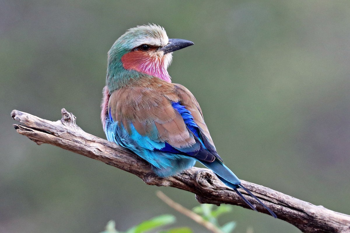 Lilac-breasted Roller (Lilac-breasted) - Greg  Griffith