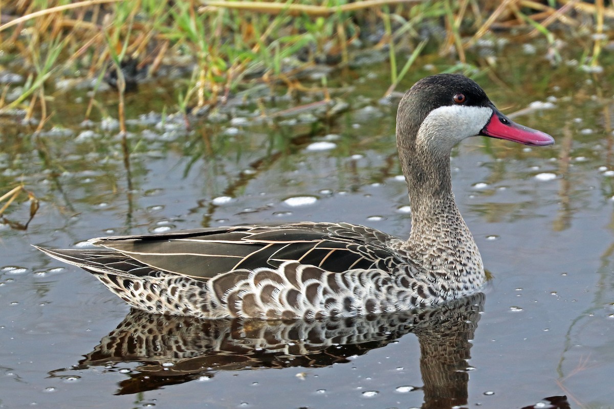 Red-billed Duck - Greg  Griffith