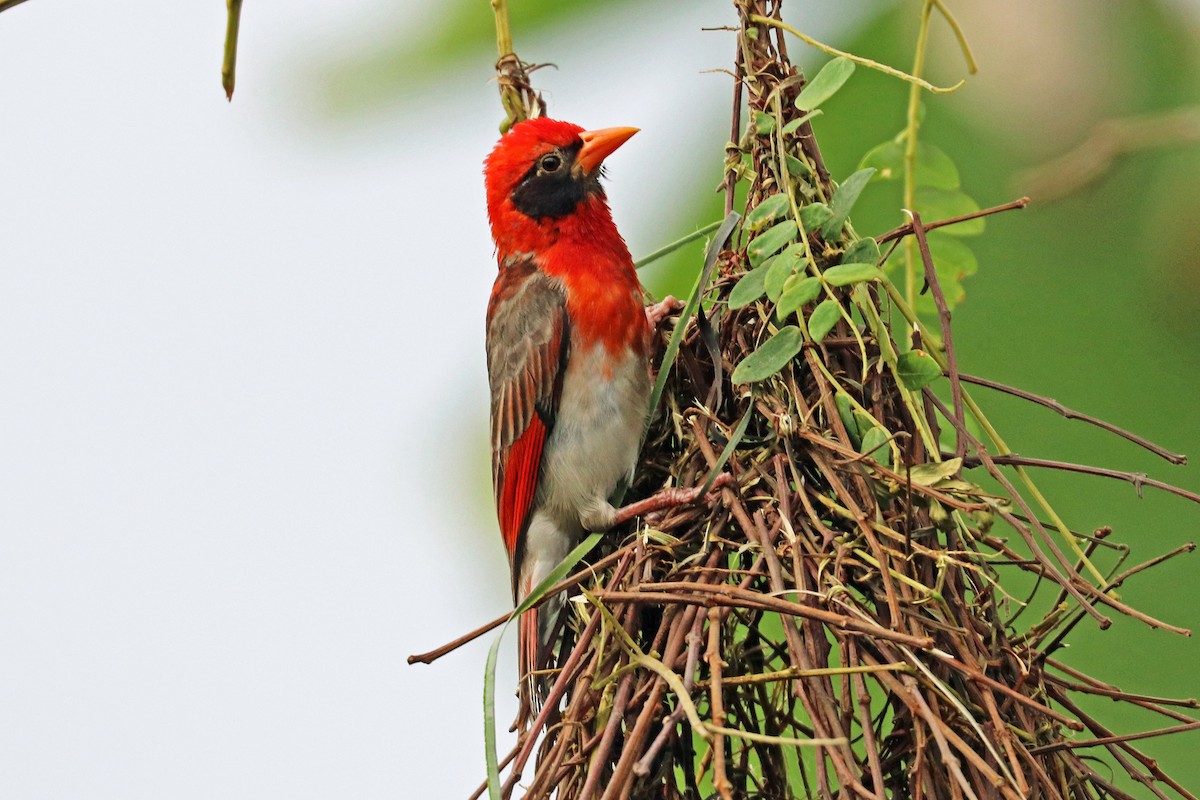 Red-headed Weaver (Northern) - Greg  Griffith