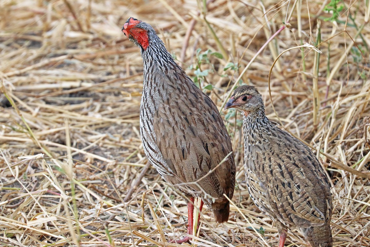 Red-necked Spurfowl (Cranch's) - Greg  Griffith