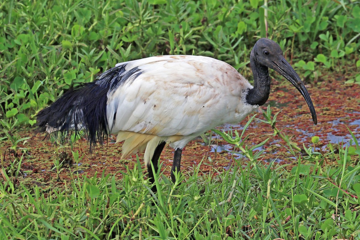 African Sacred Ibis - Greg  Griffith