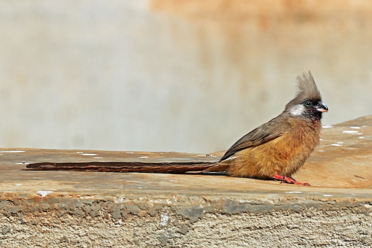 Speckled Mousebird - Greg  Griffith