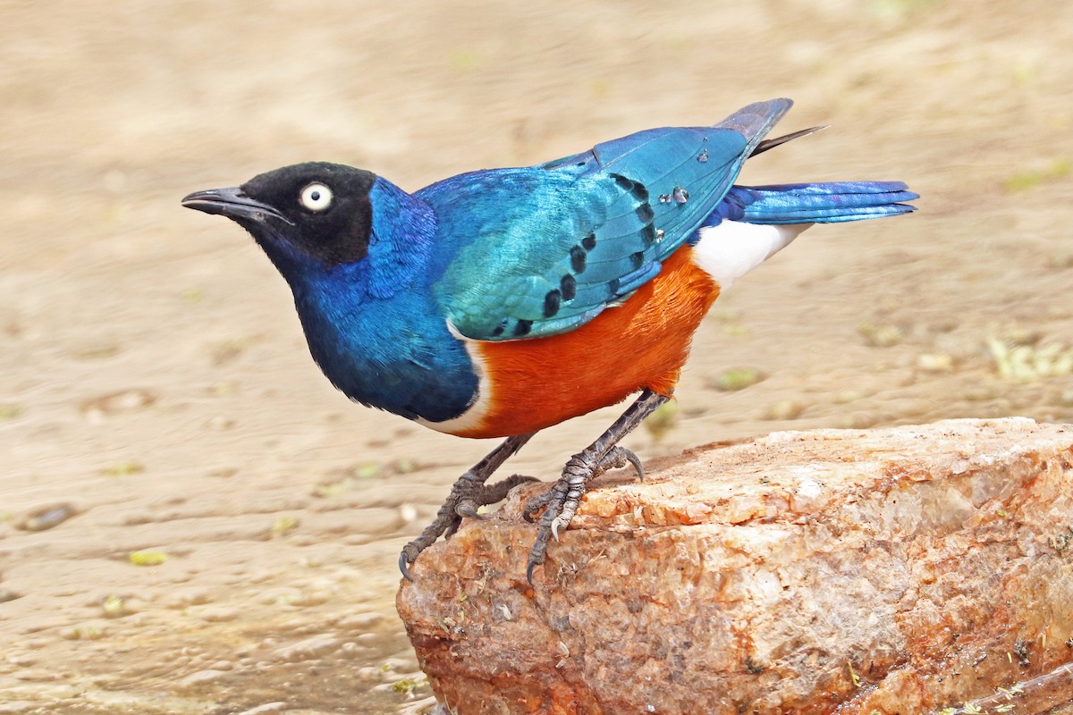 Superb Starling - Greg  Griffith