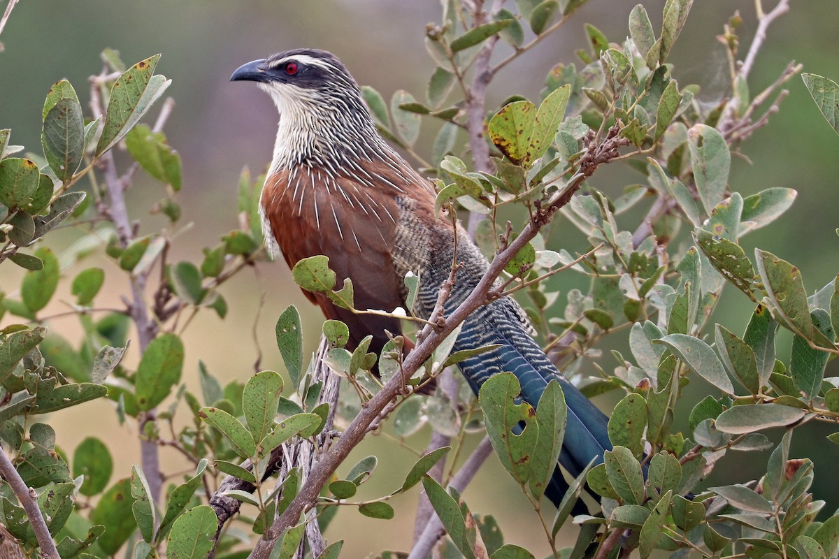White-browed Coucal (White-browed) - Greg  Griffith