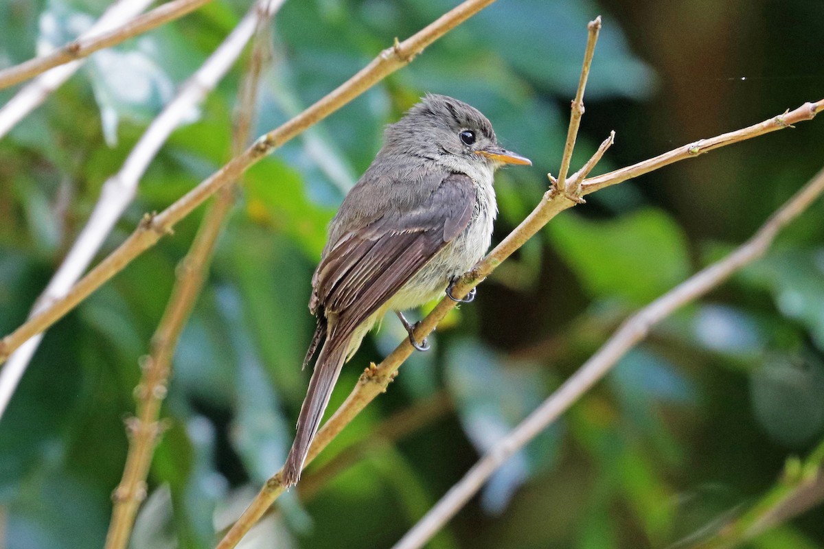 Jamaican Pewee - Greg  Griffith