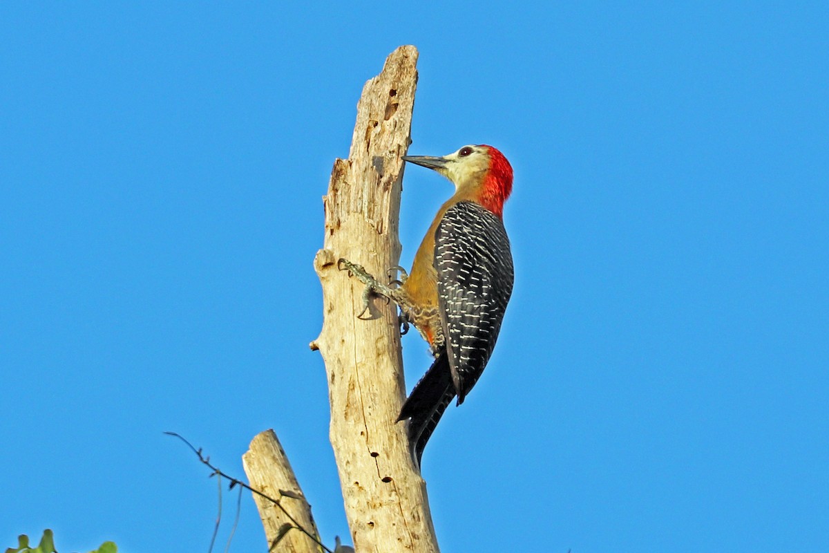 Jamaican Woodpecker - ML204331901
