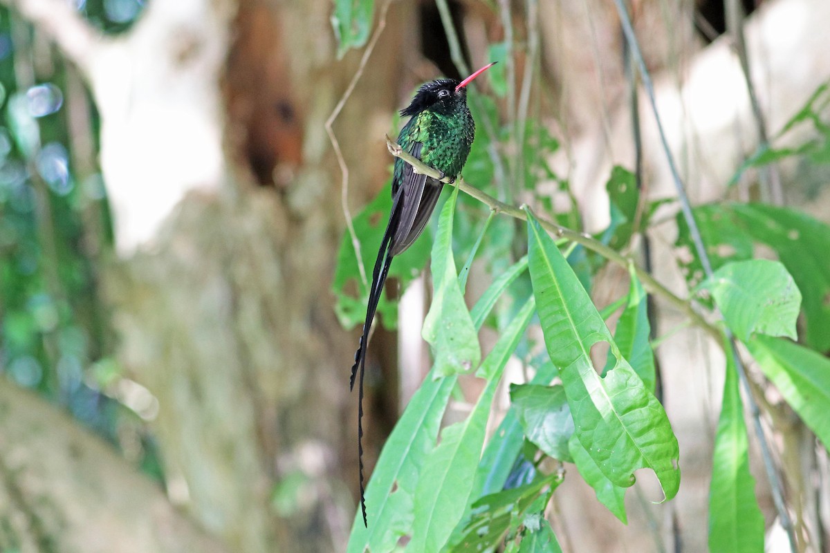 Red-billed Streamertail - Greg  Griffith