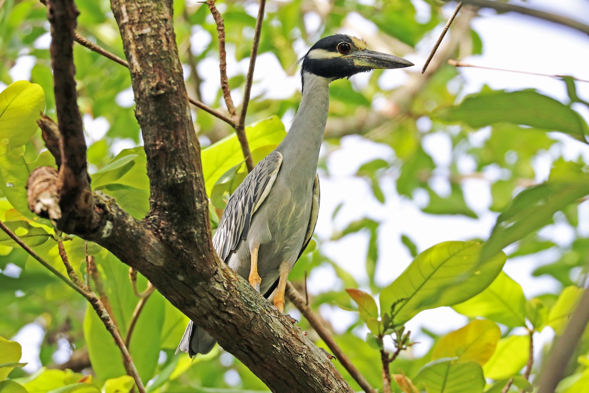 Yellow-crowned Night Heron (Yellow-crowned) - Greg  Griffith