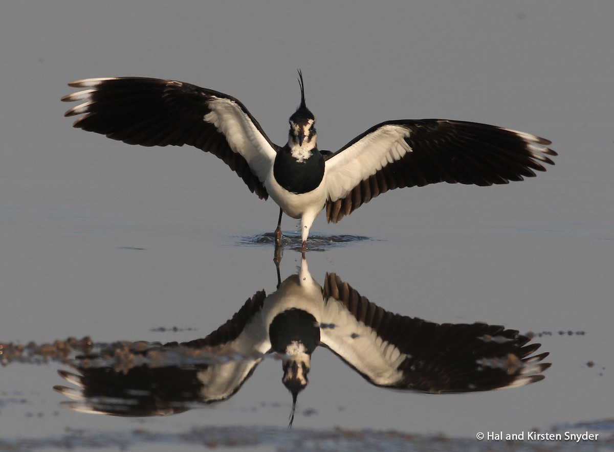 Northern Lapwing - Hal and Kirsten Snyder