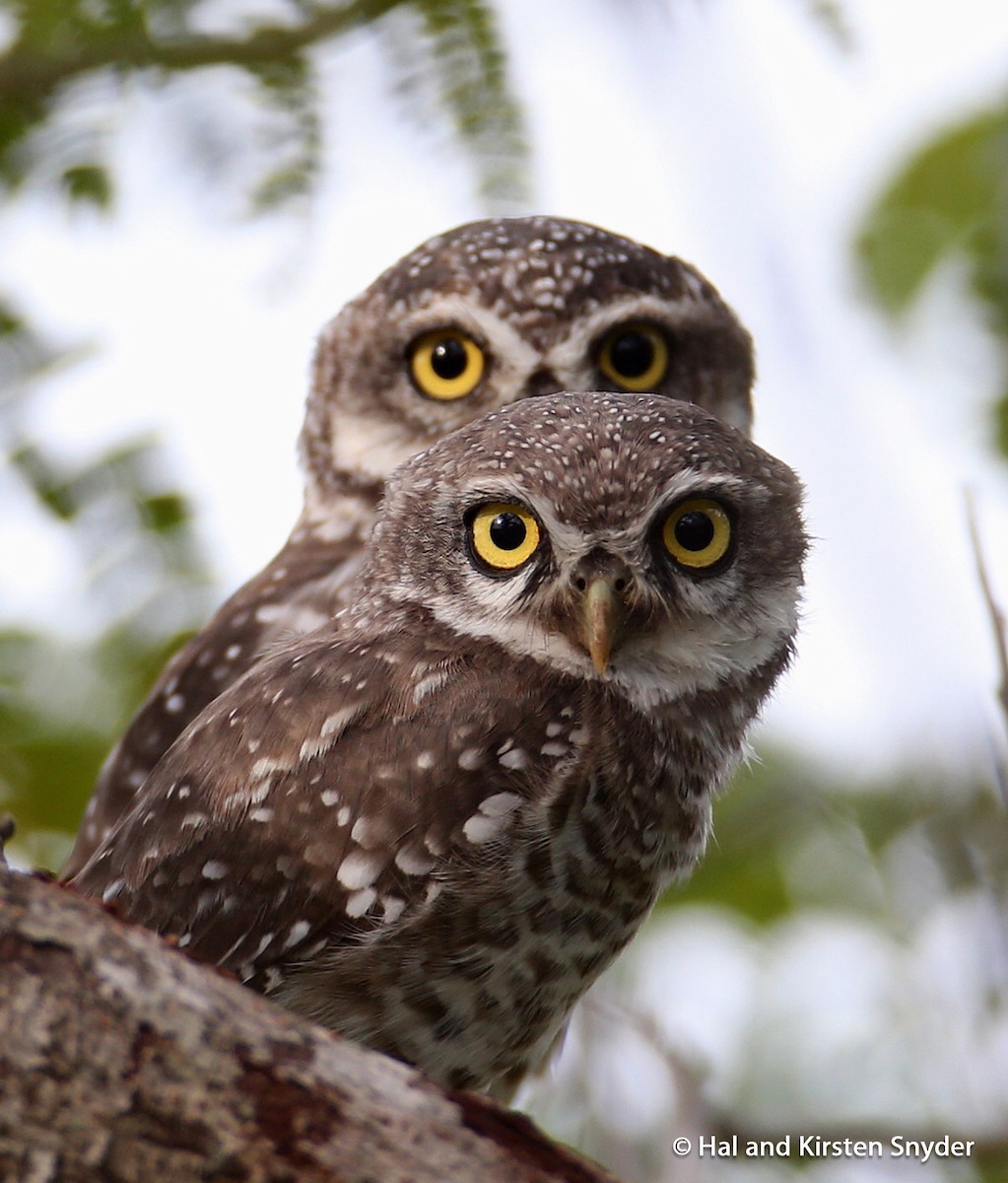 Spotted Owlet - Hal and Kirsten Snyder
