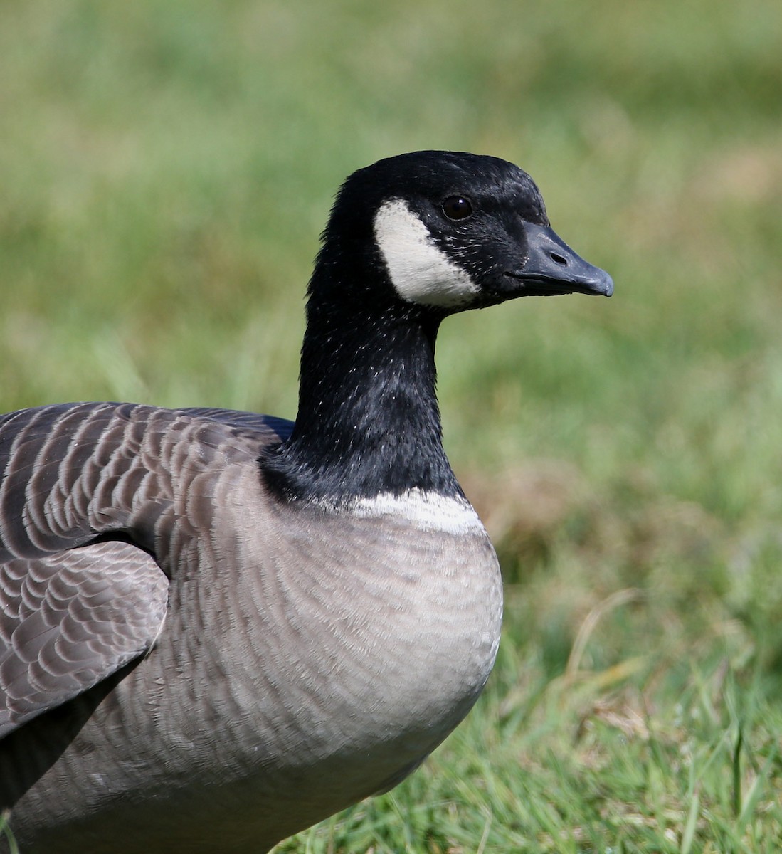 Cackling Goose (Richardson's) - Hal and Kirsten Snyder