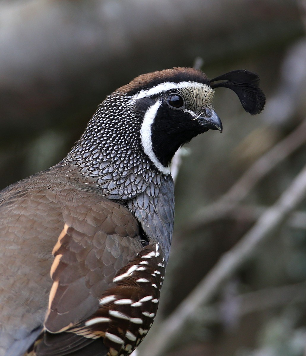 California Quail - Hal and Kirsten Snyder
