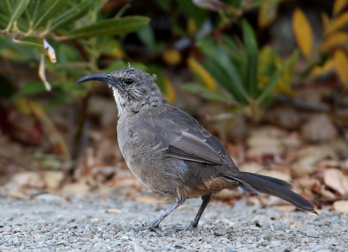 California Thrasher - Hal and Kirsten Snyder