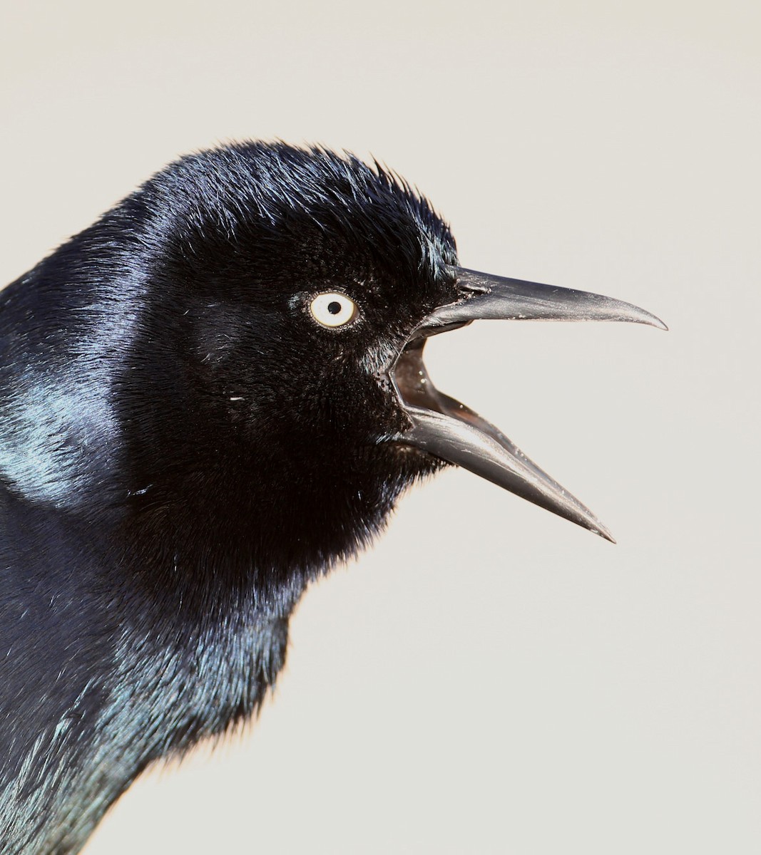 Common Grackle - Hal and Kirsten Snyder