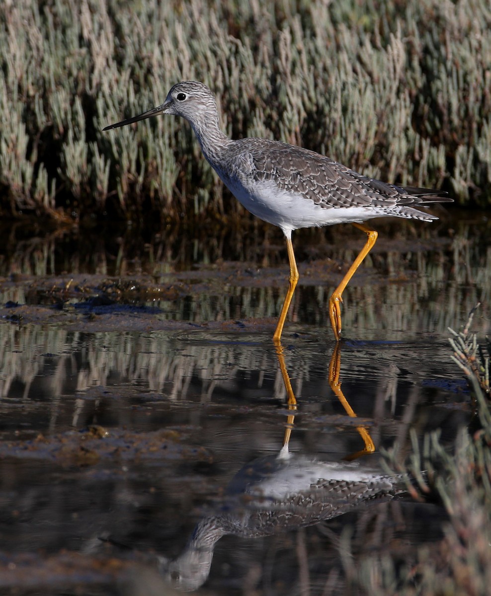 Greater Yellowlegs - Hal and Kirsten Snyder