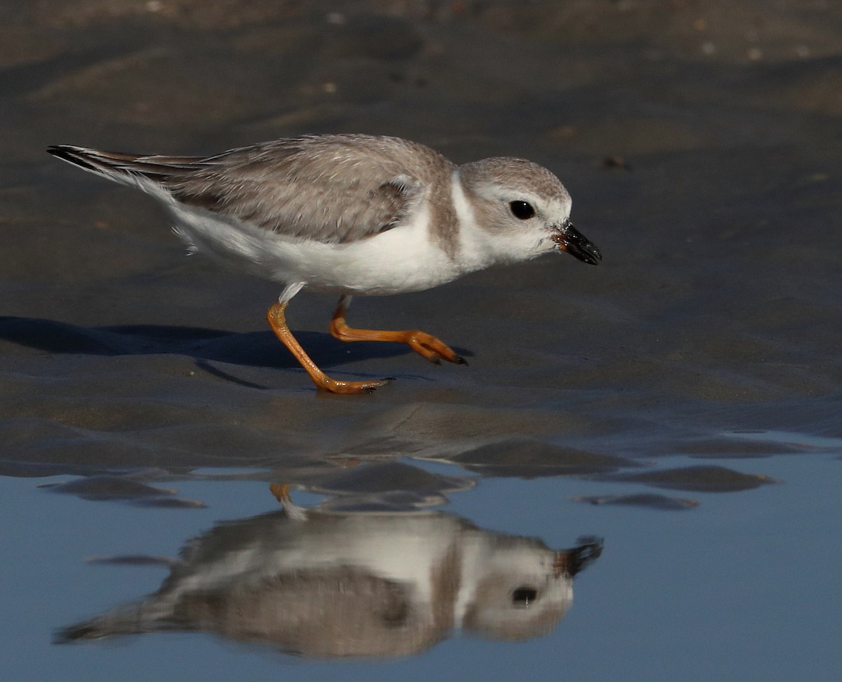 Piping Plover - Hal and Kirsten Snyder