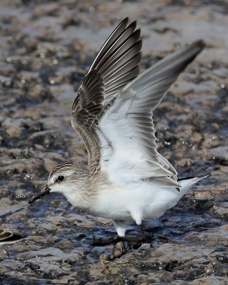 Semipalmated Sandpiper - Hal and Kirsten Snyder