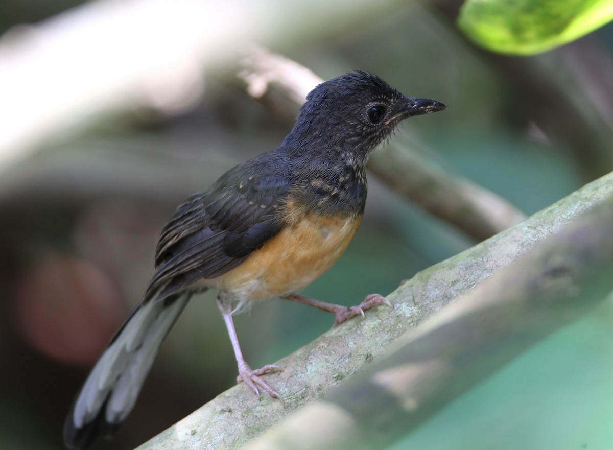 White-rumped Shama - Hal and Kirsten Snyder