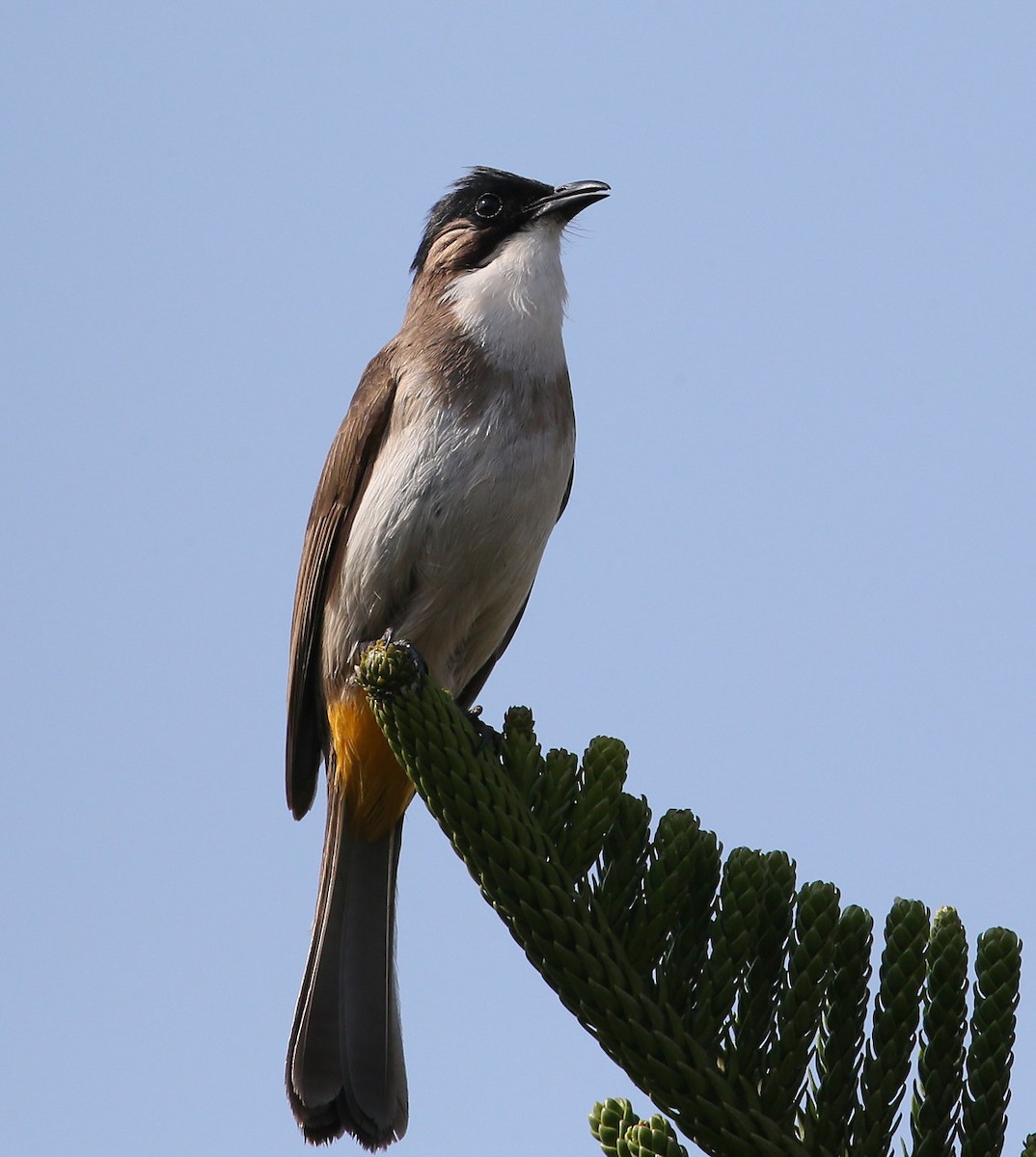 Brown-breasted Bulbul - Hal and Kirsten Snyder