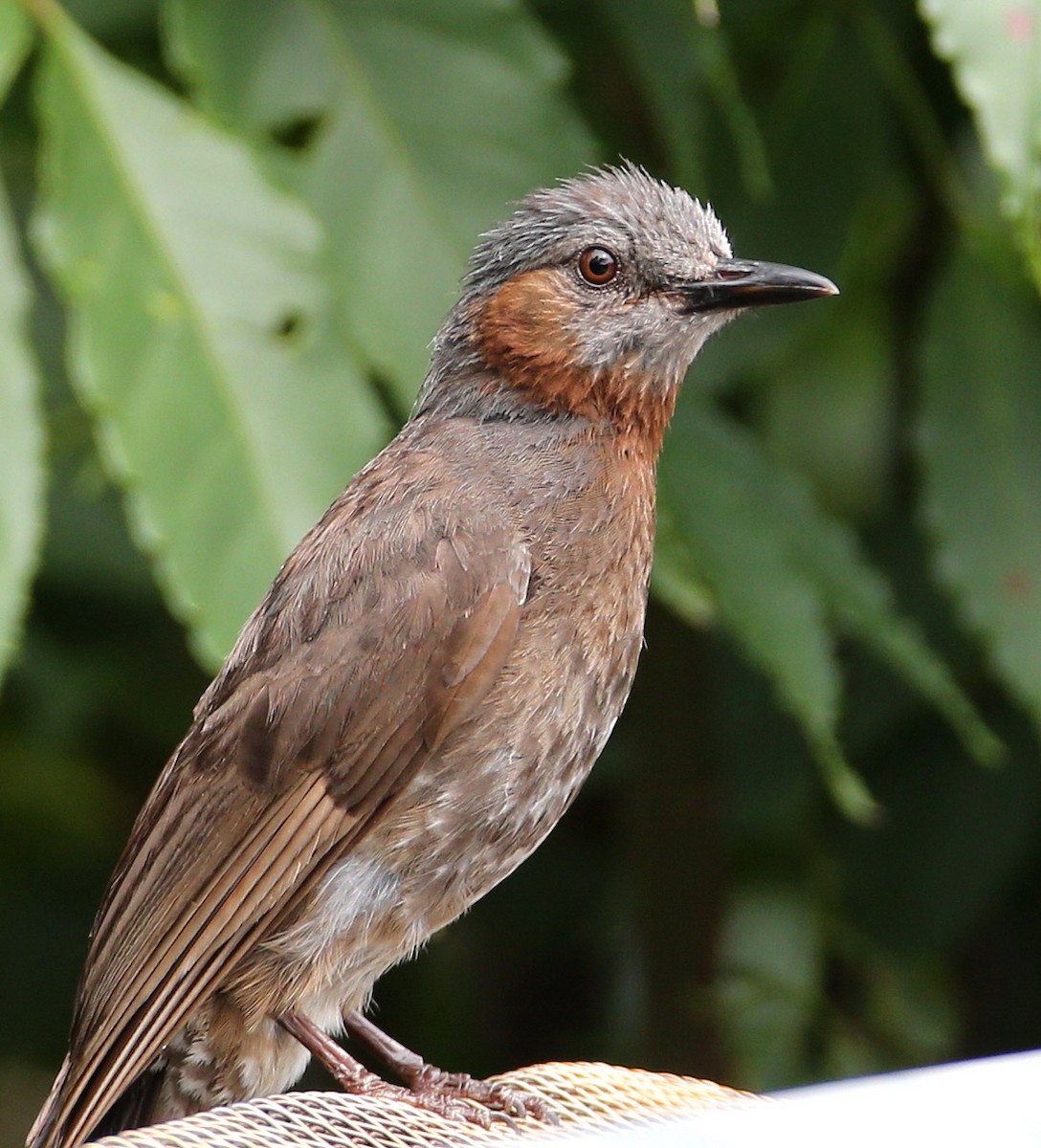Brown-eared Bulbul - Hal and Kirsten Snyder