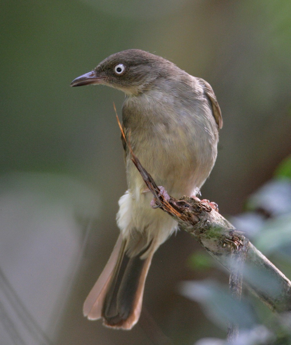 Cream-vented Bulbul (White-eyed) - Hal and Kirsten Snyder