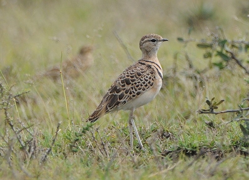Double-banded Courser - Tadeusz Stawarczyk