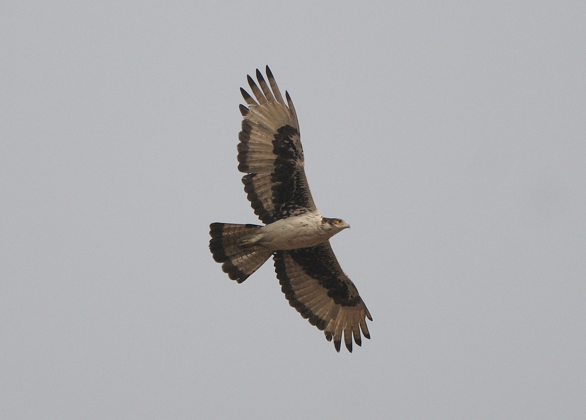 African Hawk-Eagle - ML204333001